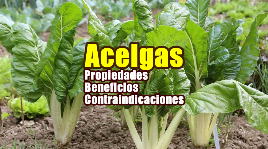 Propiedades de la acelga