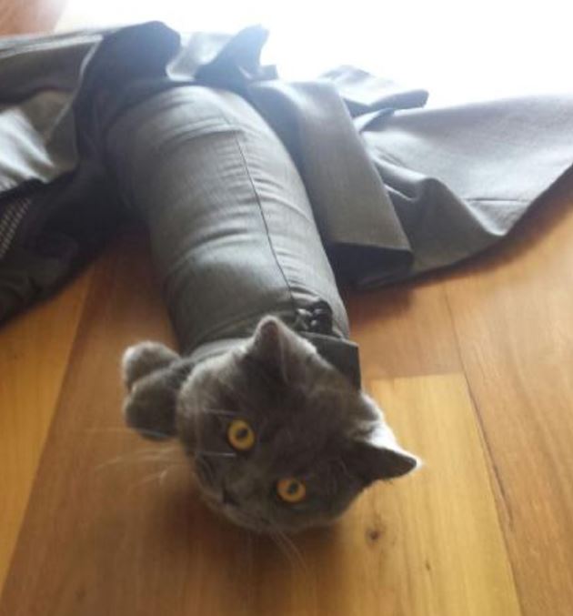 gato americana manga