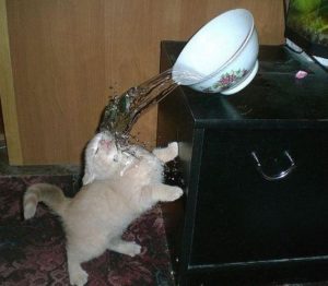 gato gracioso agua