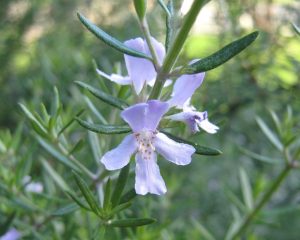 romero salvia remedios naturales