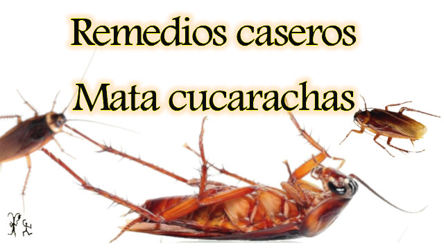 como eliminar matar las cucarachas en casa