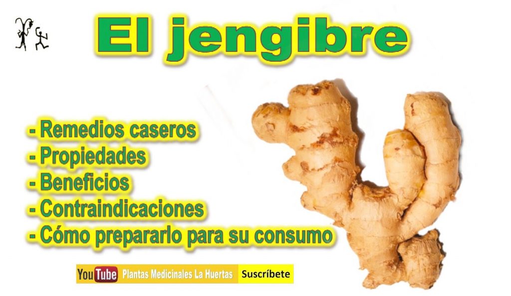 jengibre beneficios propiedades y mucho mas..