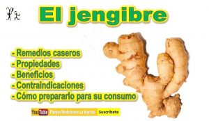 jengibre beneficios propiedades y mucho mas..