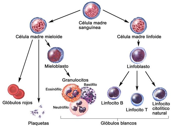 equinácea Células T