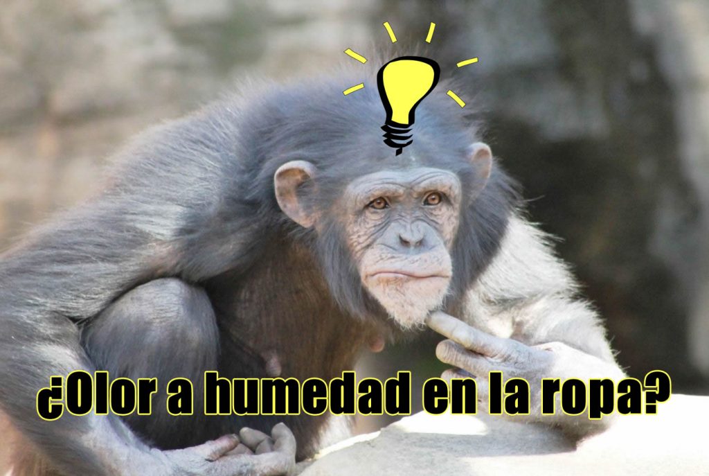 quitar olor humedad ropa limpia