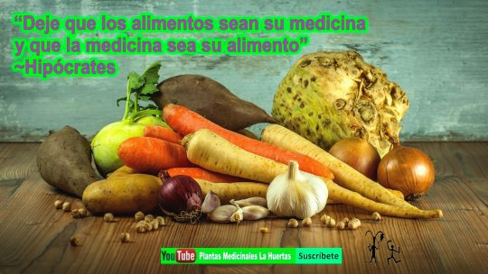 El ajo para gripe y hongos remedios naturales.  plantas medicinales la huertas