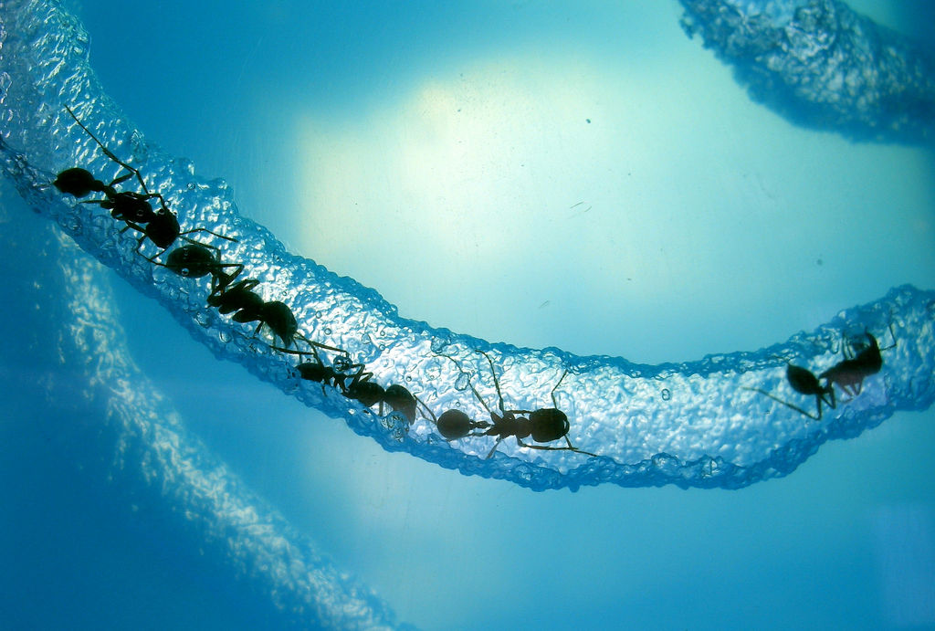 eliminar hormigas con remedios caseros y naturales