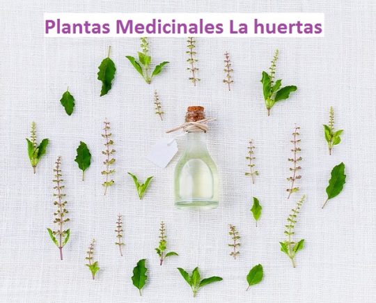 plantas medicinales la huertas