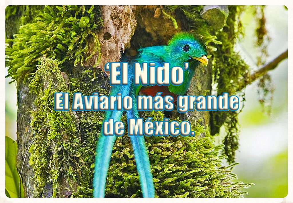 quetzal en el nido aviario mexico