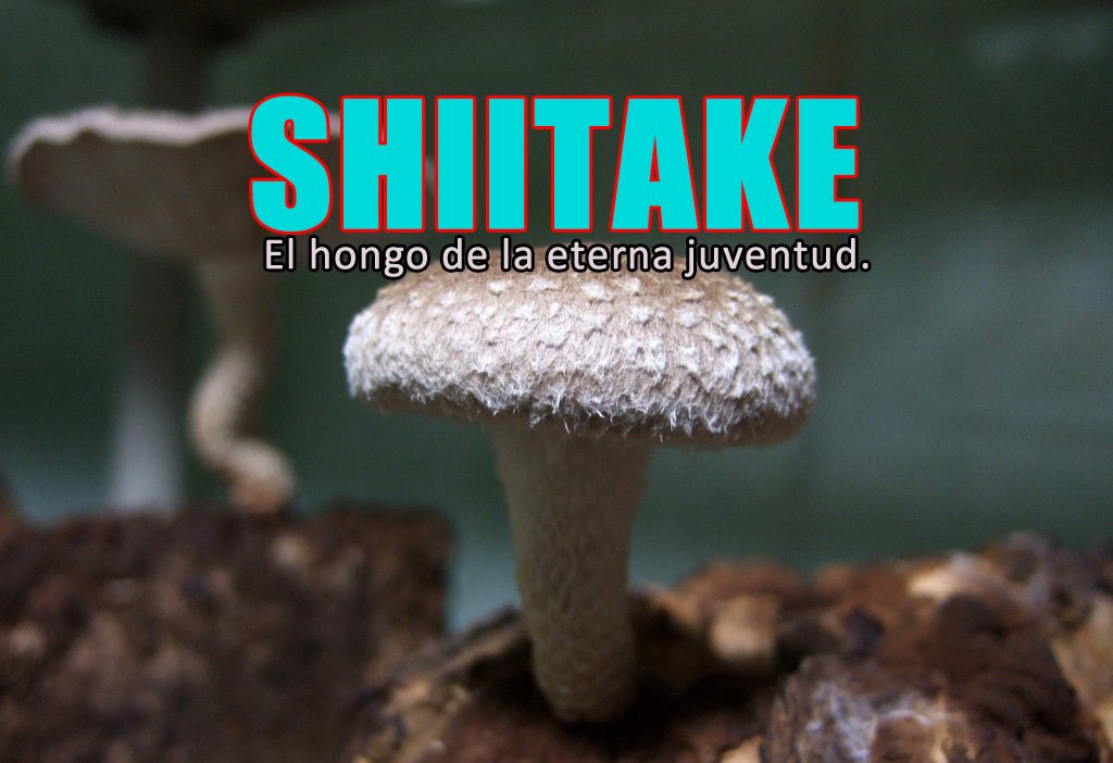 shiitake chino, seta de la eterna juventud.