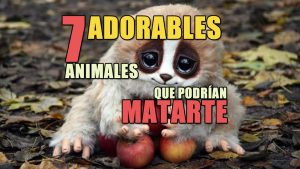 Animales Adorables