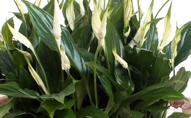 SPATHIPHYLLUM