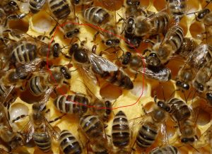 abeja reina