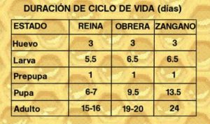 ciclo de vida de las abejas