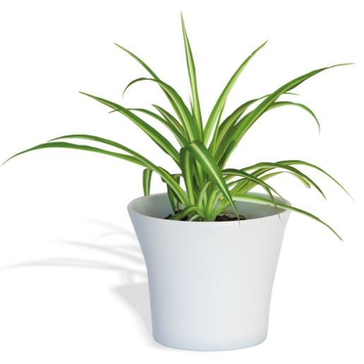 cinta plantas que purifican el aire