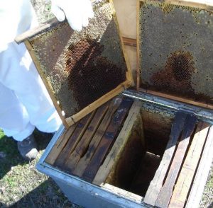 extracción de cuadros de colmena layens