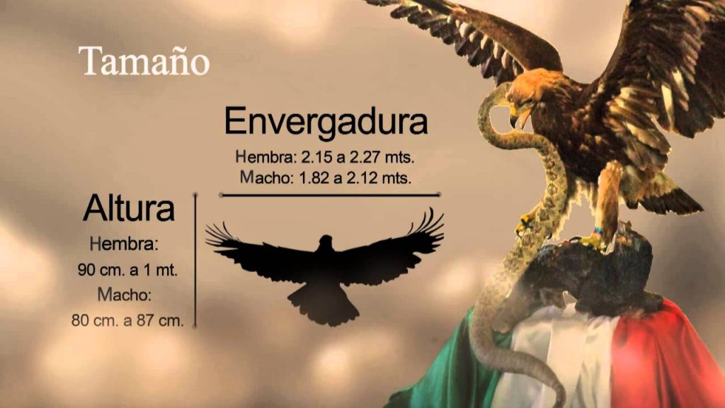 El Águila Real en serio peligro de extinción