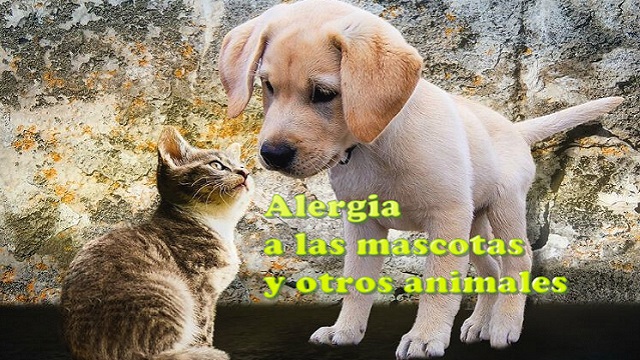 alergia a mascotas animales
