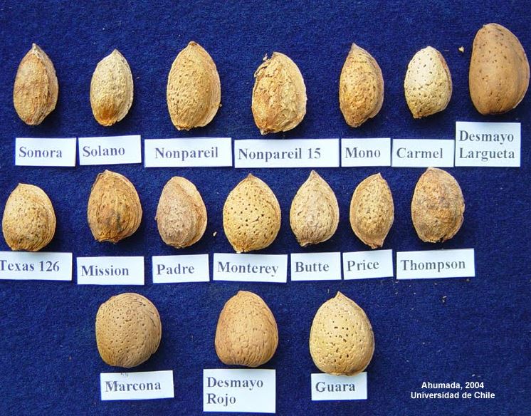 variedades de almendras