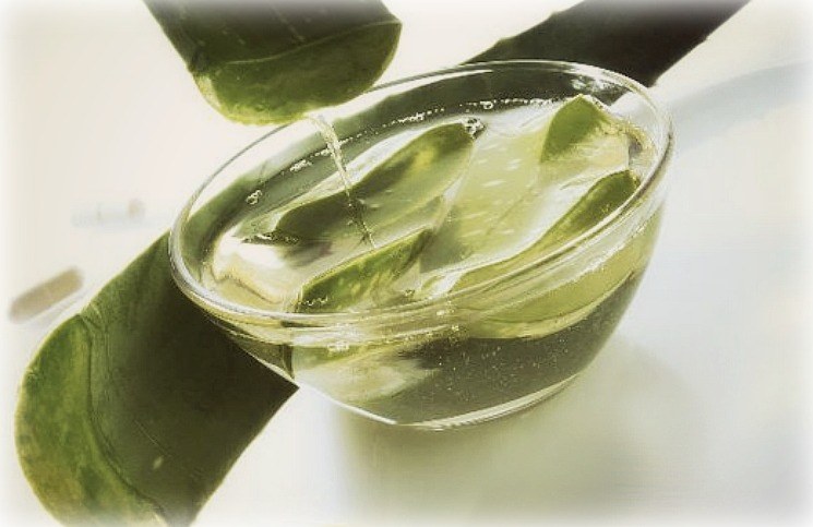 aloe vera