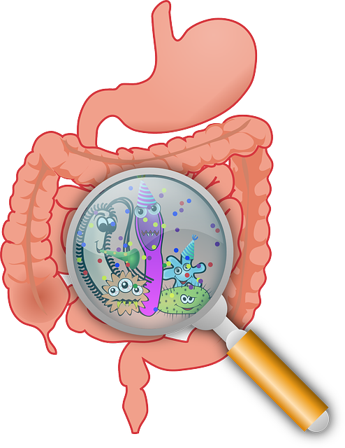 digestion