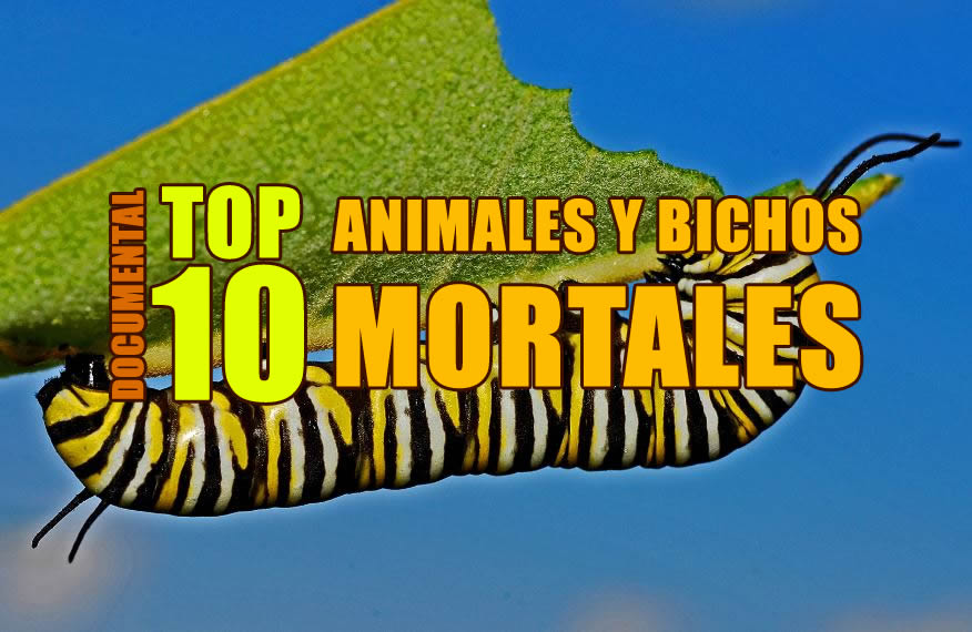 DOCUMENTALES TOP 10 ANIMALES Y BICHOS MORTALES ONLINE EN ESPAÑOL