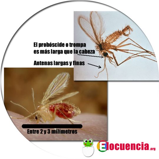 Flabmo (Phlebotominae) mosquito que transmite la Leishmaniasis 