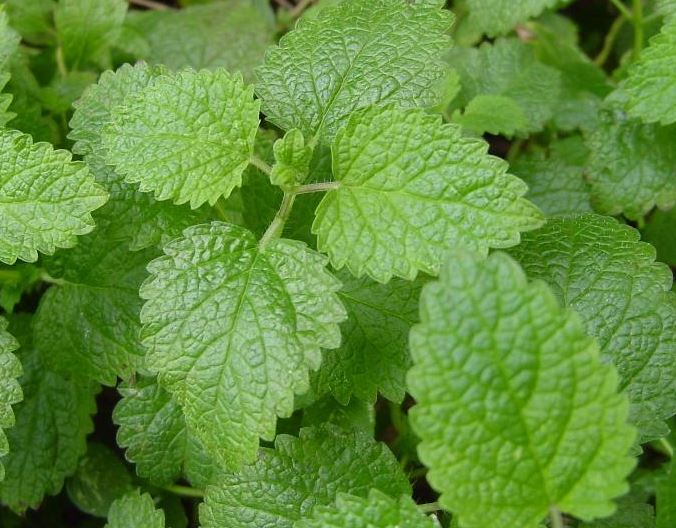 melisa contra los mosquitos