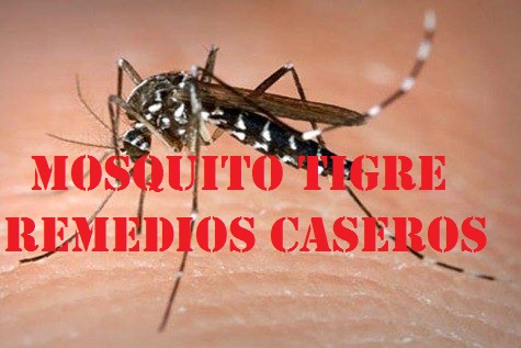 mosquito tigre