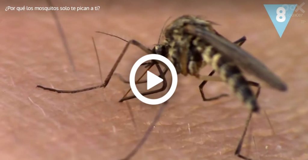 por que los mosquitos te pican a ti