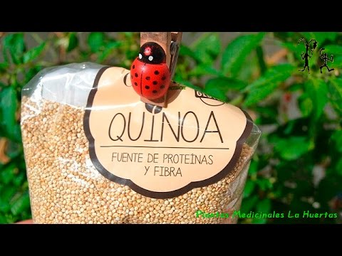Quinoa propiedades beneficios.