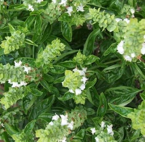 repelente de mosquitos albahaca