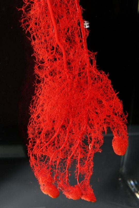 imagen de la venas de un brazo