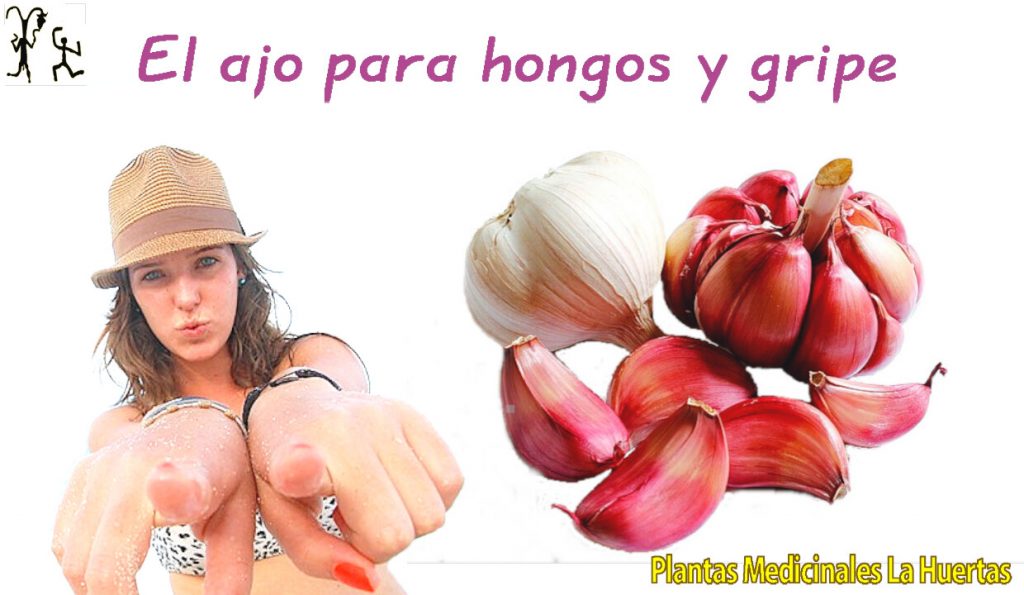 El ajo para gripe y hongos remedios naturales.