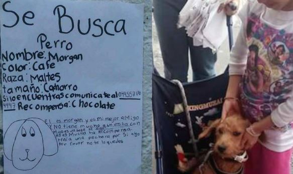 cartel de niña para encontrar a su perro
