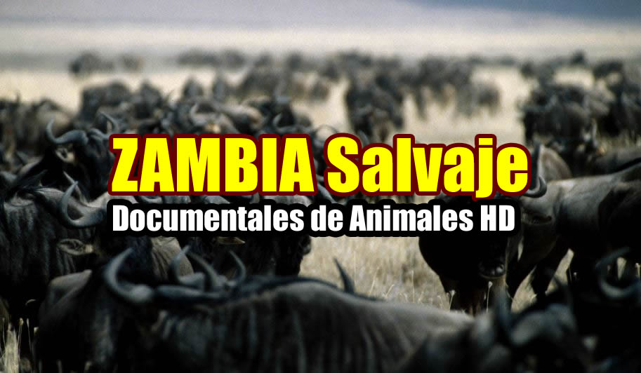 documentales de animales salvajes Zambia salvaje