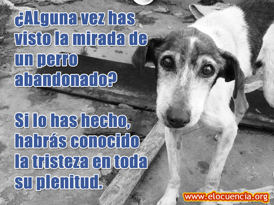 perro abandonado