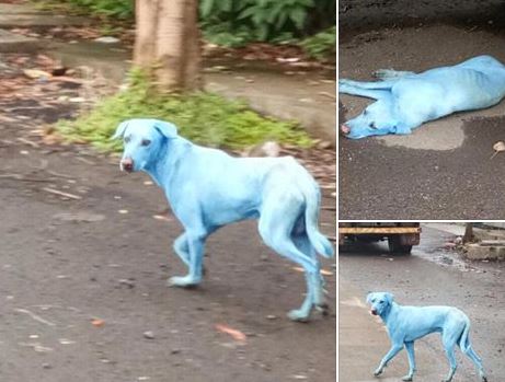 perros azules