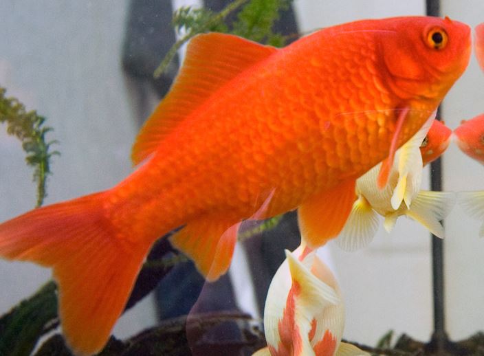 pez que se emborracha carpin