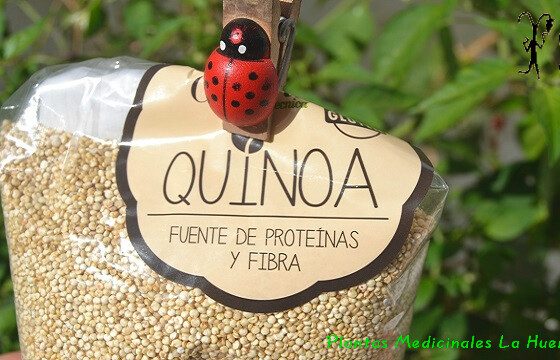 quinoa