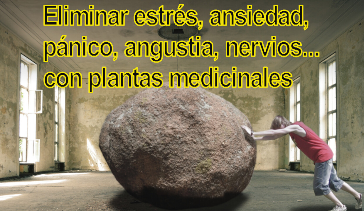 estres y ansiedad plantas medicinales