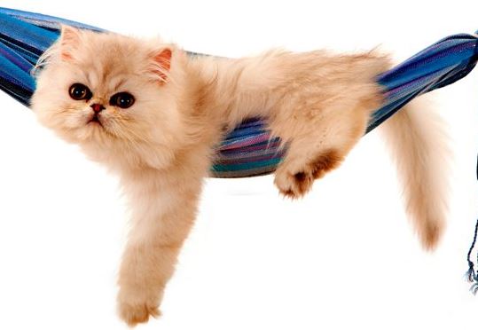 Cómo enseñar a un gato a usar un arenero 3