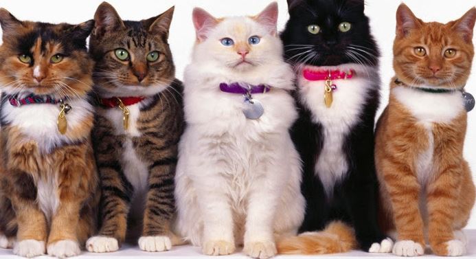 Cómo enseñar a un gato a usar un arenero