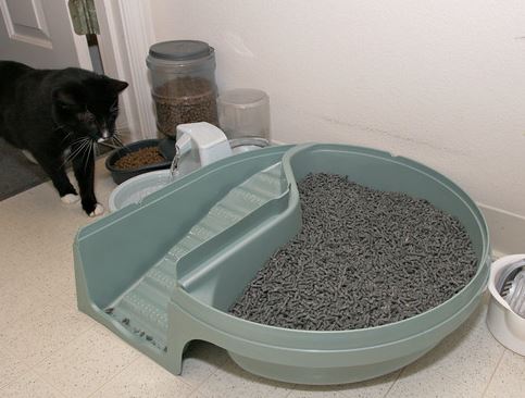 enseñar a un gato a usar un arenero 1
