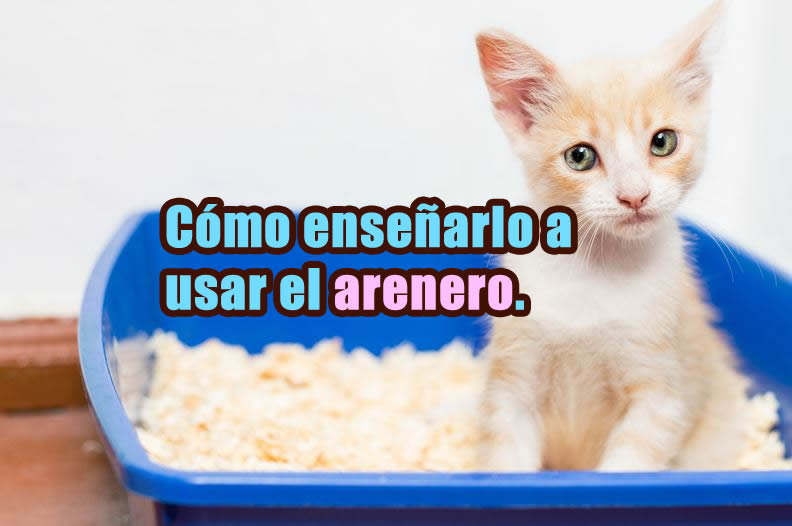 enseñar a un gato a usar un arenero portada