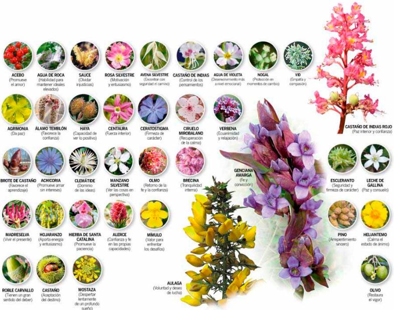 medicinas complementarias flores de bach