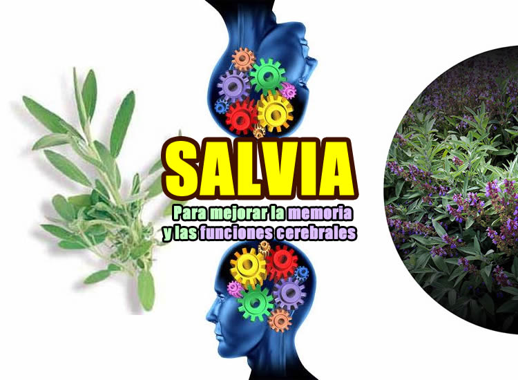 salvia para mejorar la memoria portada