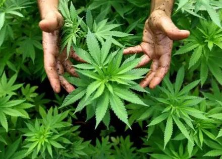cannabinoides para la esclerosis múltiple