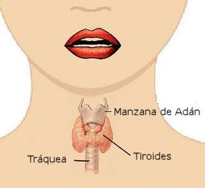 Localización de la tiroides.