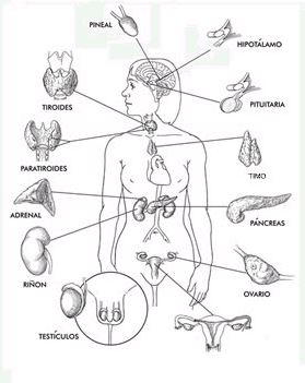 Principales zonas secretoras de hormonas.
